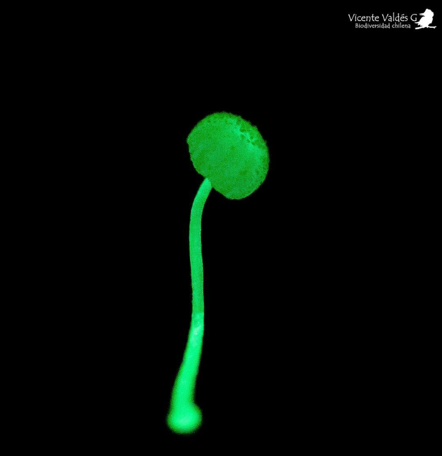 Ecosistema prístino Proyecto Vodudahue