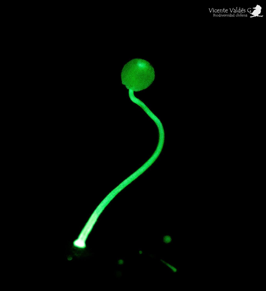 Hongo Bioluminiscente en el bosque templado