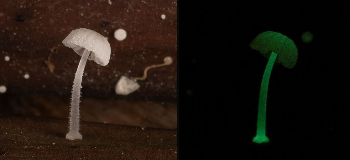 Microcosmos del hongo bioluminiscente chile