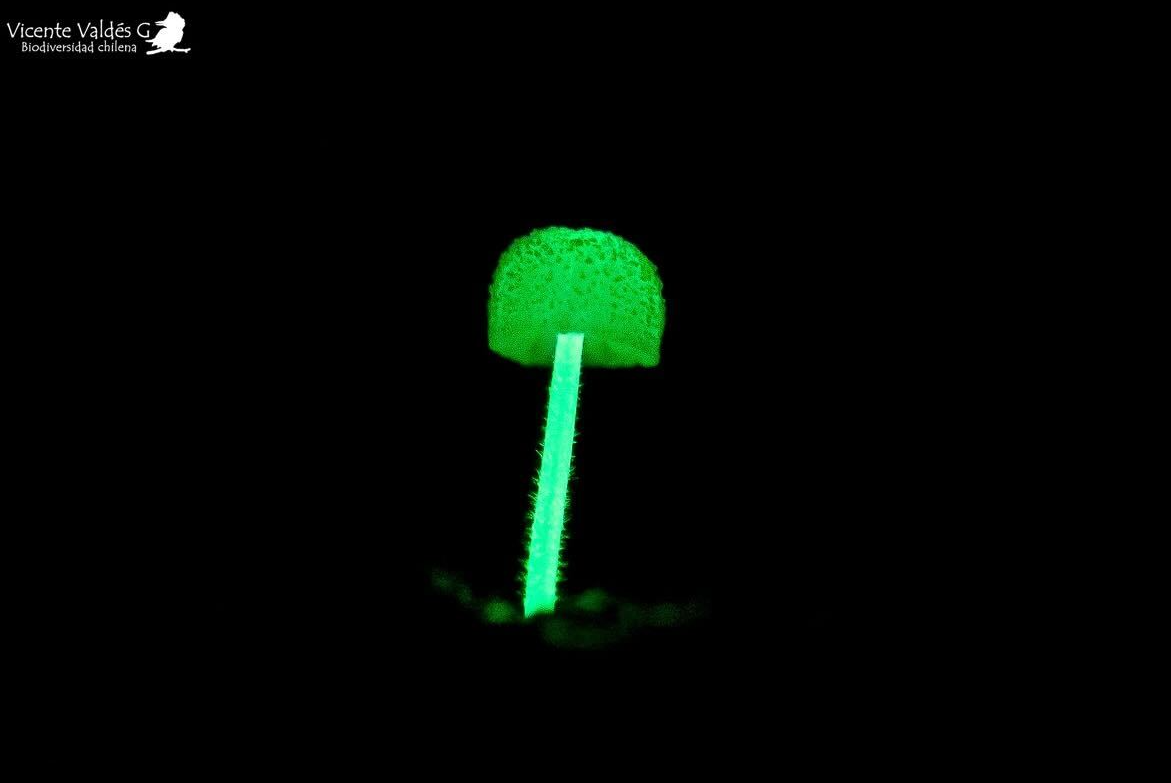 Investigación científica en Fundación Alerce 3000