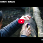 Trailer: Monitoreo de Fauna en Vodudahue